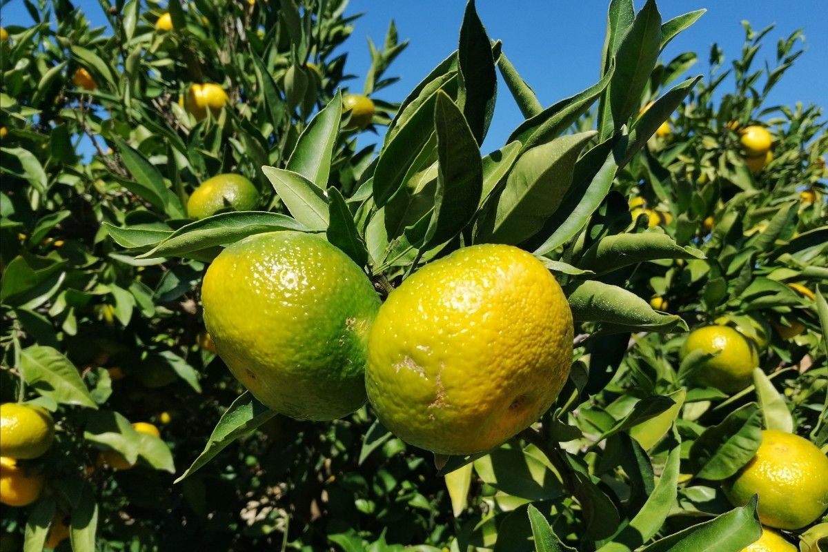 POČELA BERBA MANDARINA